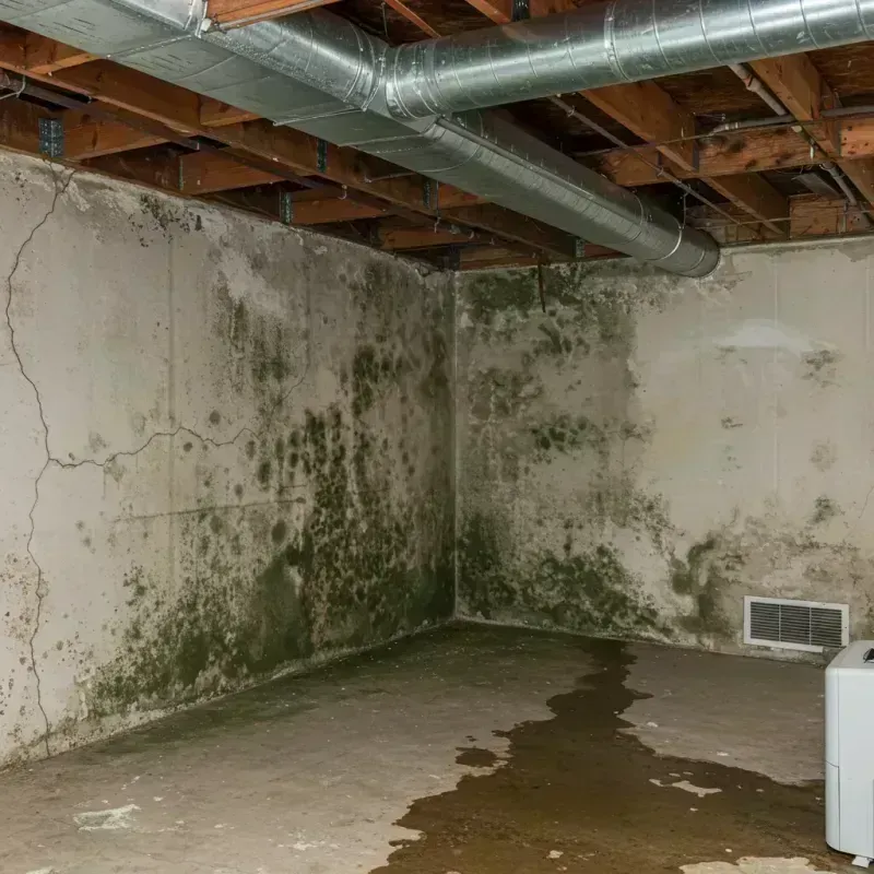 Professional Mold Removal in North Zanesville, OH